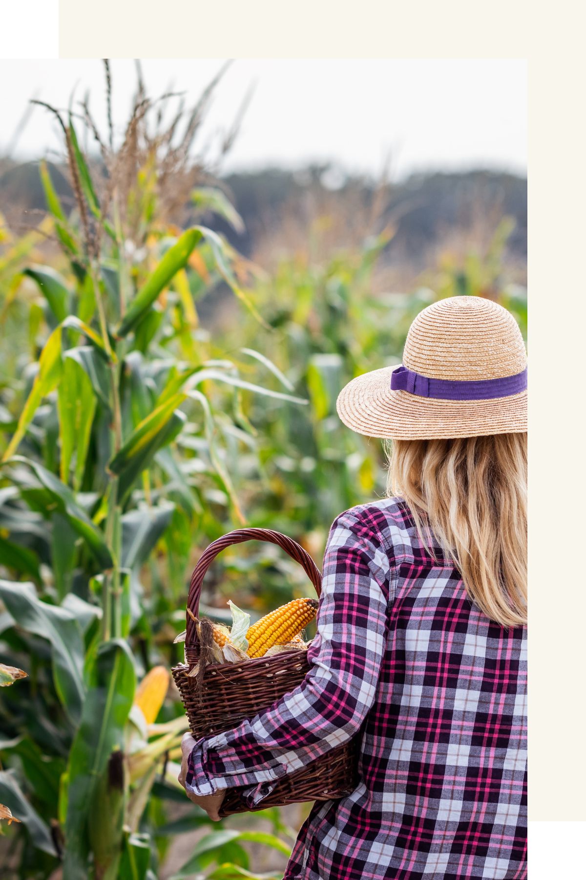 Woman walking through corn field with a basket